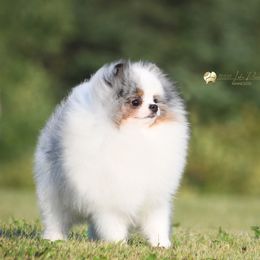 Pomeranian puppies from 10.000 Lakes Pomeranians