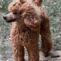 Rosalie - Poodle