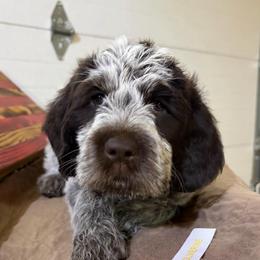 Otis-(Wolverine) - Brown and gray male Wirehaired Pointing Griffon puppy in Grangeville, Idaho from Happy Hollow Griffons