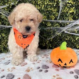 Bugatti - Cream male Maltipoo puppy in San Diego, California from Maltipoos SD