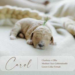 Carol - Apricot female Goldendoodle puppy in Hiddenite, North Carolina from Rose and Reid Doodles