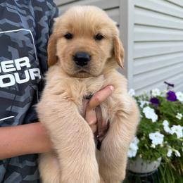 Brown boy - Golden male Golden Retriever puppy in Macy, Indiana from Macy Golden Meadows