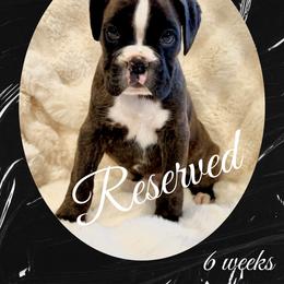 Amelia - Brindle female Boxer puppy in Brownsville, Oregon from Vincent's Pride Boxers ~ Dudley's Dream Boxers