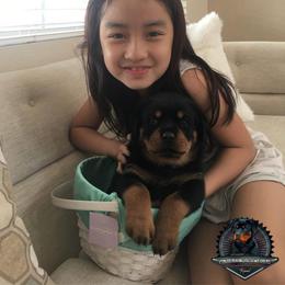 Rottweiler Puppies from Von Der Hing Rottweilers