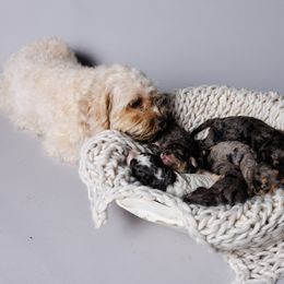 Cavapoo Puppies from Luxe Cavapoo