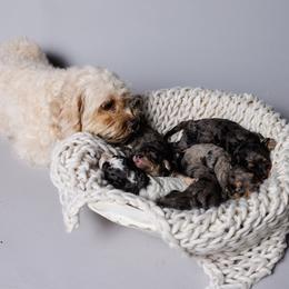 Cavapoo Puppies from Luxe Cavapoo