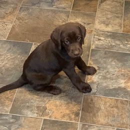 Labrador Retriever Puppies from Larke Lab Kennels