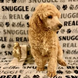 Poodle Puppies from Cosmic Caliber Standard Poodles
