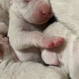 Boy 2 - White Dogo Argentino puppy in California from First-Class Lineage