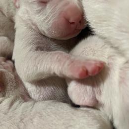 Boy 2 - White Dogo Argentino puppy in California from First-Class Lineage