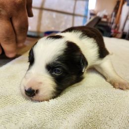 Border Collie Puppies from Lacy Mountain Stockdogs