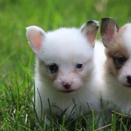American Corgi, Cardigan Welsh Corgi, and Pembroke Welsh Corgi Puppies from Diamond Corgis