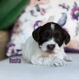 Rosita - Chocolate female Australian Labradoodle puppy in Clarksville, Tennessee from Fairytale Lane Australian Labradoodles