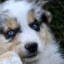 Australian Shepherd, Miniature American Shepherd, Miniature Australian Shepherd, and Toy Australian Shepherd Puppies from Painted Blue Aussies