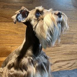 Summer - Miniature Schnauzer