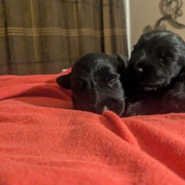 Black Jack - Black male Scottish Terrier puppy in Chattanooga, Tennessee from Oodles of Cuties!