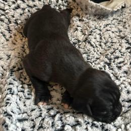 Puppy 1 - White male Boxer puppy in Lakeland, Florida from Cote's Boxers