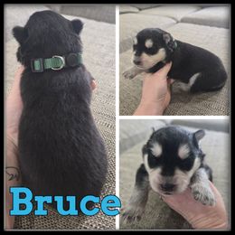 Bruce - Black and white male Siberian Husky puppy in Wheeler, Michigan from Haase Family Kennels