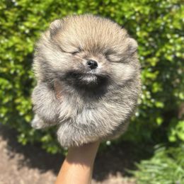 Boy 3 - Orange sable male Pomeranian puppy in Yorktown, Virginia from Amore Pomeranians