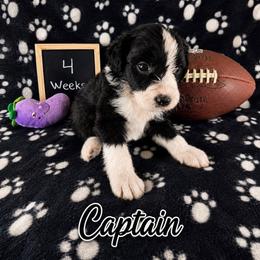 Captain - Black and white male Sheepadoodle puppy in Glen Rose, Texas from Clevenger’s Sheepadoodle Fur Baby Farm