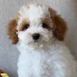 Brielle - Parti female Goldendoodle puppy in Yuciapa, California from AlltheDoodlez_