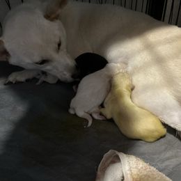 Vanilla Bean - Cream female Shiba Inu puppy in Florence, Oregon from Sunbeam Shiba Inus