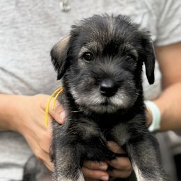 Vanilia - Emilia - yellow collar - NATURAL girl - Pepper and salt female Standard Schnauzer puppy in Mamaroneck, New York from Harbor Hill Standard Schnauzers