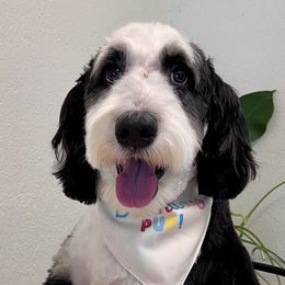 Bernedoodles from Ayy_Doodles