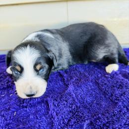 Willow - Black tri-color female Australian Shepherd puppy in Charlotte, North Carolina from Awesome Aussies