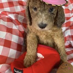 Saint Berdoodle Puppies from R & C's for the Love of Doodles