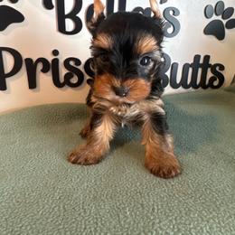 Doc - Black and tan male Yorkshire Terrier puppy in Clermont, Florida from Bella's Prissy Butts