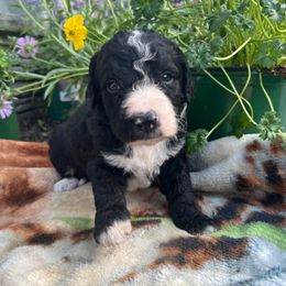Bernedoodle Puppies from East Coast Bernedoodles