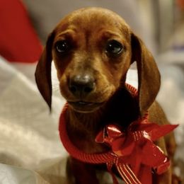 Dachshunds from Mini Dachshund Puppies