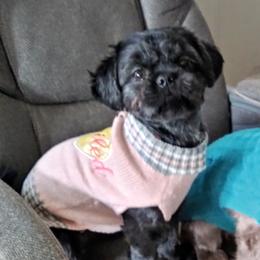 Marley - Shih Tzu