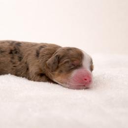 Toffee - Chocolate merle male Bernedoodle puppy in Temecula, California from Country Hills Doodles