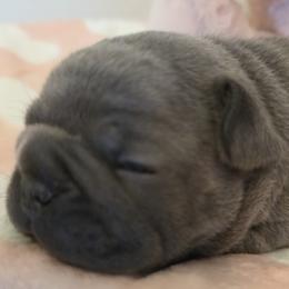 Girl 1 - Blue female French Bulldog puppy in Crane, Missouri from James River French Bulldogs