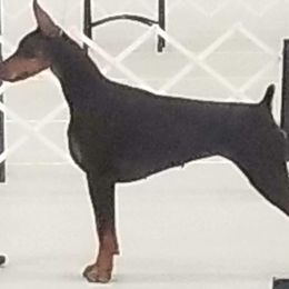 Doberman Pinscher Puppies from RMH Dobermans