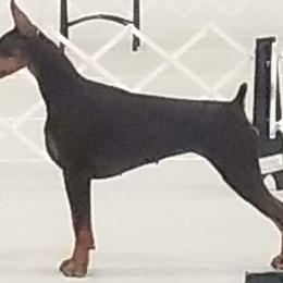 Doberman Pinscher Puppies from RMH Dobermans