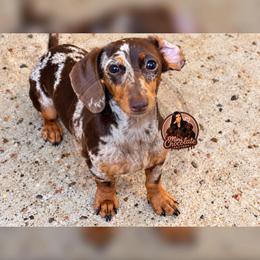 Sammy - Dapple female Dachshund puppy in Liberty, Texas from Mini Chocolate Factory
