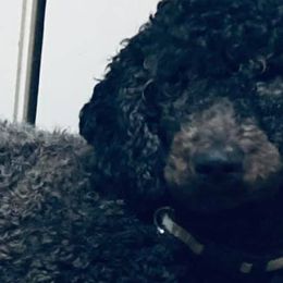 Aussiedoodles and Goldendoodles from Double A’s Poodes and Doodles