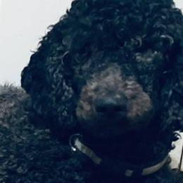 Aussiedoodles and Goldendoodles from Double A’s Poodes and Doodles