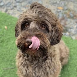 Puffy - Australian Labradoodle