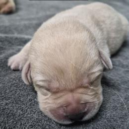 Jane, pink collar - Yellow female Labrador Retriever puppy in Greenwich, Ohio from Pure Gem Kennel