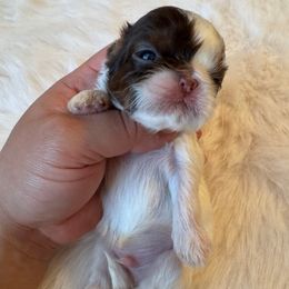Za-Tzu - Liver and white Shih Tzu puppy in Tehachapi, California from Shih Tzu Crue