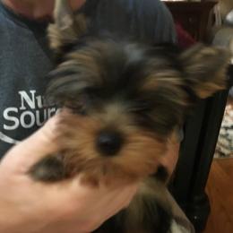 Tim - Blue and gold male Yorkshire Terrier puppy in Fenton, Missouri from Yorkie Show Dogs