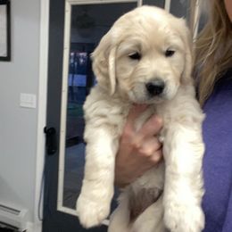 Golden Retriever Puppies from Life is Golden Retrievers