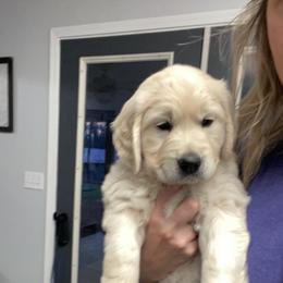 Golden Retriever Puppies from Life is Golden Retrievers