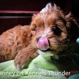 Thunder - Red female Cavapoo puppy in Maple Grove, Minnesota from Honey Bit Kennels