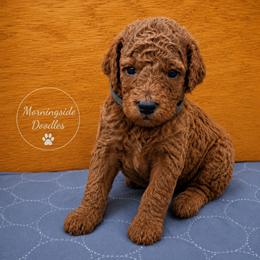 Pick number 2 of males - Red male Irish Doodle puppy in Madison, Wisconsin from Morningside Doodles