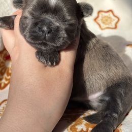 Sapphire - Blue female Shih Tzu puppy in Lakeland, Florida from Sunshine Shih Tzus